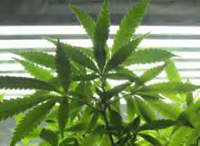 Marijuana-plant.jpg